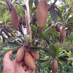 Thai Long Banana Chikku/sopota Grafted Fruit Plant