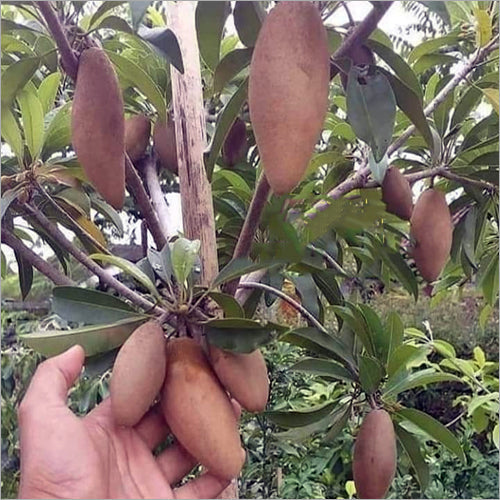 Thai Long Banana Chikku/sopota Grafted Fruit Plant
