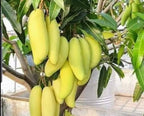 Thai Banana Mango Hybrid Grafted Plant