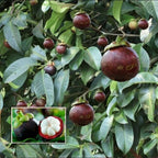 Thai Mangosteen Hybrid Fruit Plant