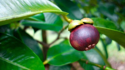 Thai Mangosteen Hybrid Fruit Plants