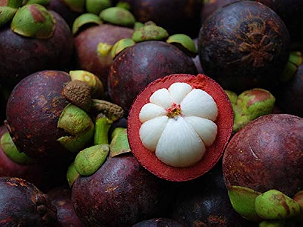 Thai Mangosteen Hybrid Fruit Plants