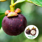 Thai Mangosteen Hybrid Fruit Plants
