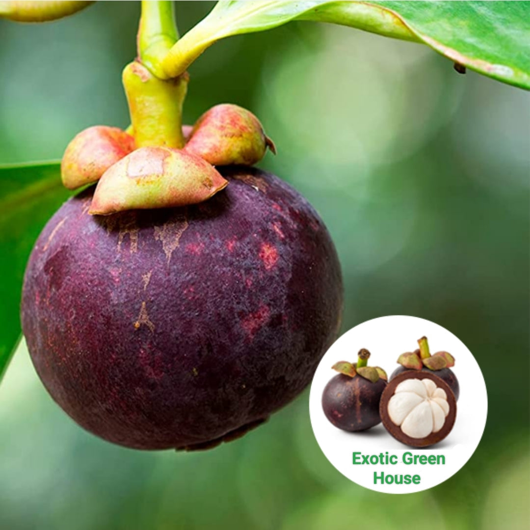 Thai Mangosteen Hybrid Fruit Plants