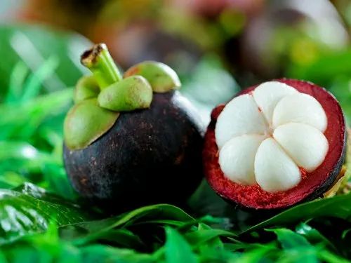 Thai Mangosteen Seedling Fruit Plant