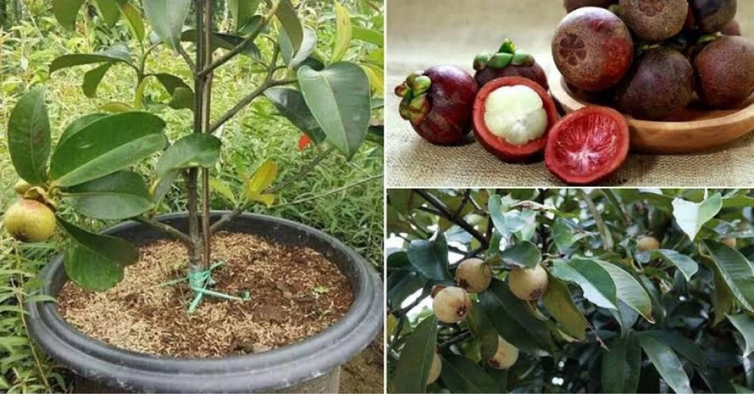 Thai Mangosteen Seedling Fruit Plant