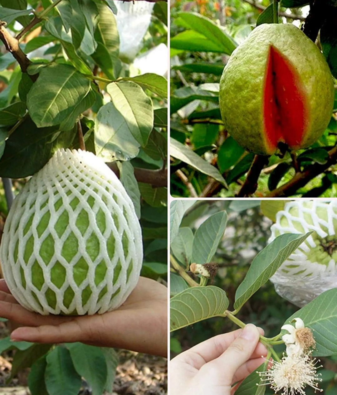 Thai Pink Guava Hybrid Dwarf Variety Fruit Plant