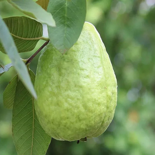 Thai Pink Guava Hybrid Dwarf Variety Fruit Plant
