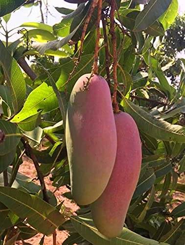 Thai Red Banana Mango Hybrid Graftad Plant