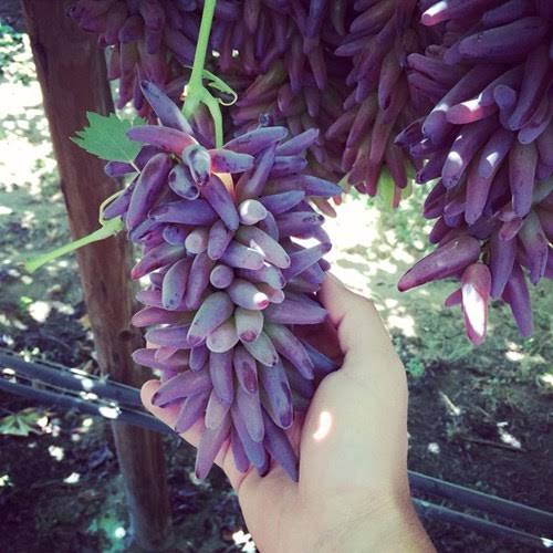 Thai Finger Grapes Hybrid Air Learning Grafted Fruit Plant (Pack Of - 1)
