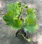 Thai Finger Grapes Hybrid Air Learning Grafted Fruit Plant (Pack Of - 1)