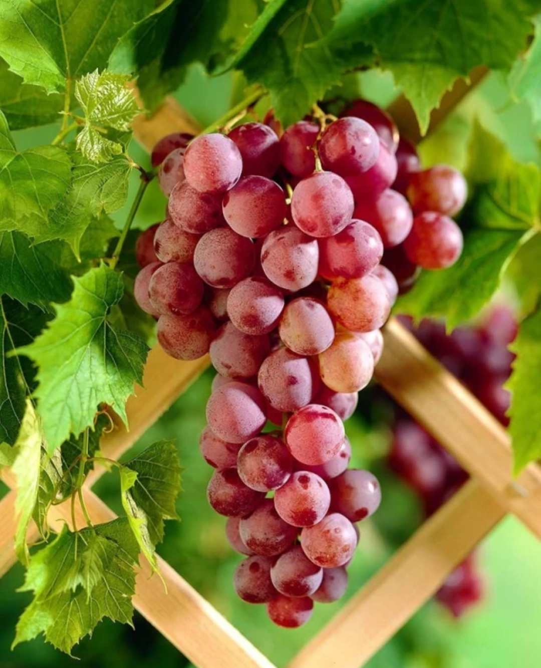 Thai Red Grapes Hybrid Fruit Plant