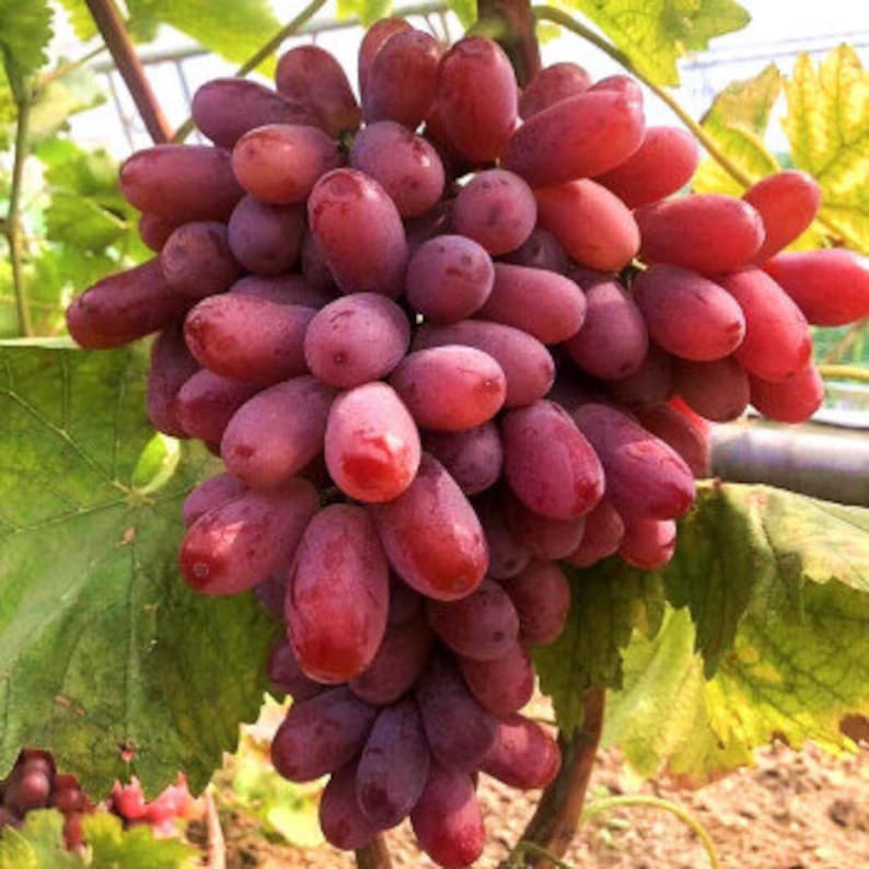 Thai Red Grapes Hybrid Fruit Plant