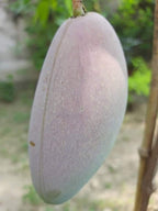 Thai King Red Ivory Mango Grafted Fruit Plant
