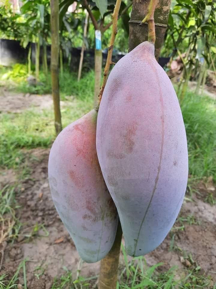 Thai King Red Ivory Mango Grafted Fruit Plant