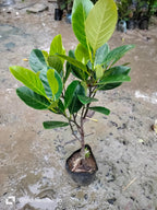 Thai Red Jackfruit Hybrid Grafted Fruit Plant