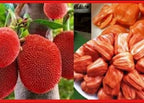 Thai Red Jackfruit Hybrid Grafted Fruit Plant