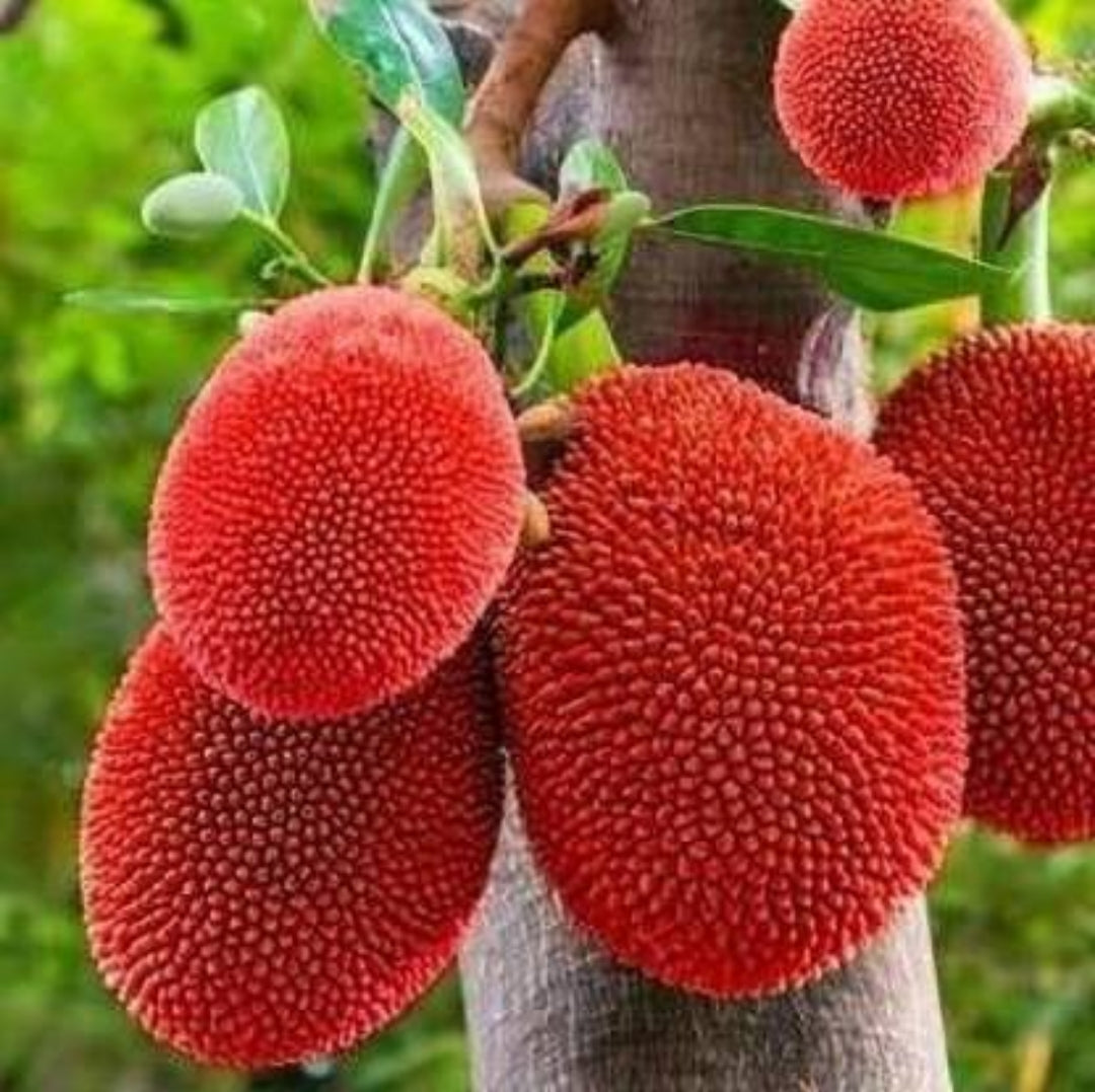 Thai Red Jackfruit Hybrid Grafted Fruit Plant