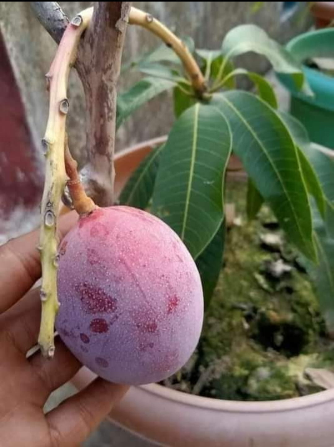 Thai Red Palmer Mango Grafted Fruit Plant