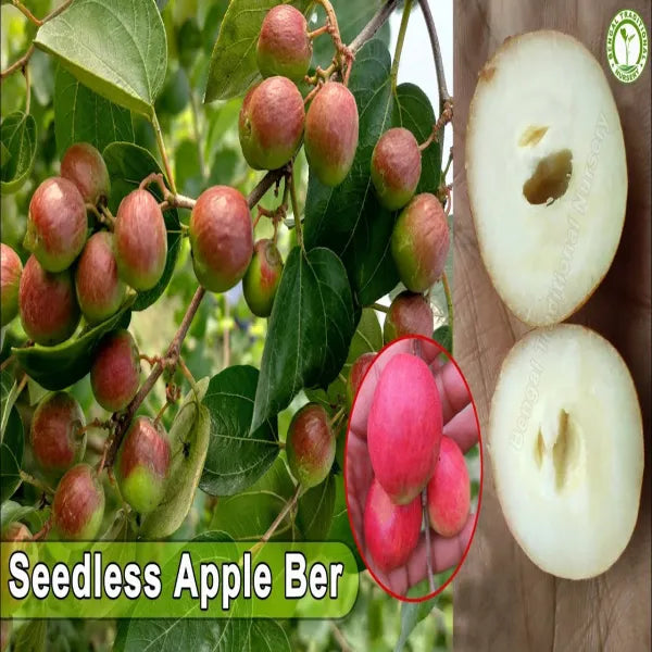 Thai Seedless Apple Ber Grafted Fruit Plant