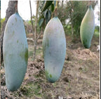 Thai Varieties 3 Taste Mango Grafted Fruit Plant