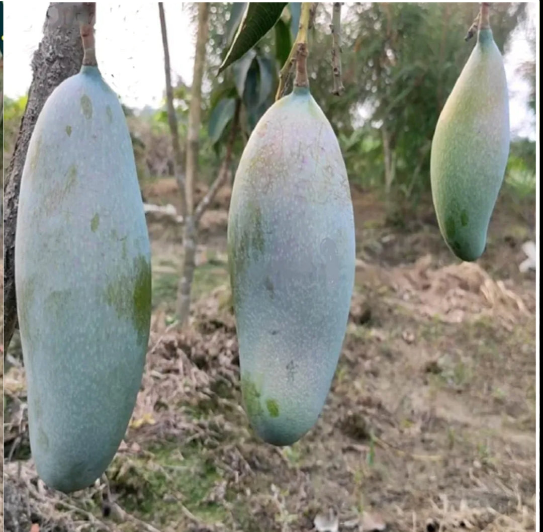 Thai Varieties 3 Taste Mango Grafted Fruit Plant