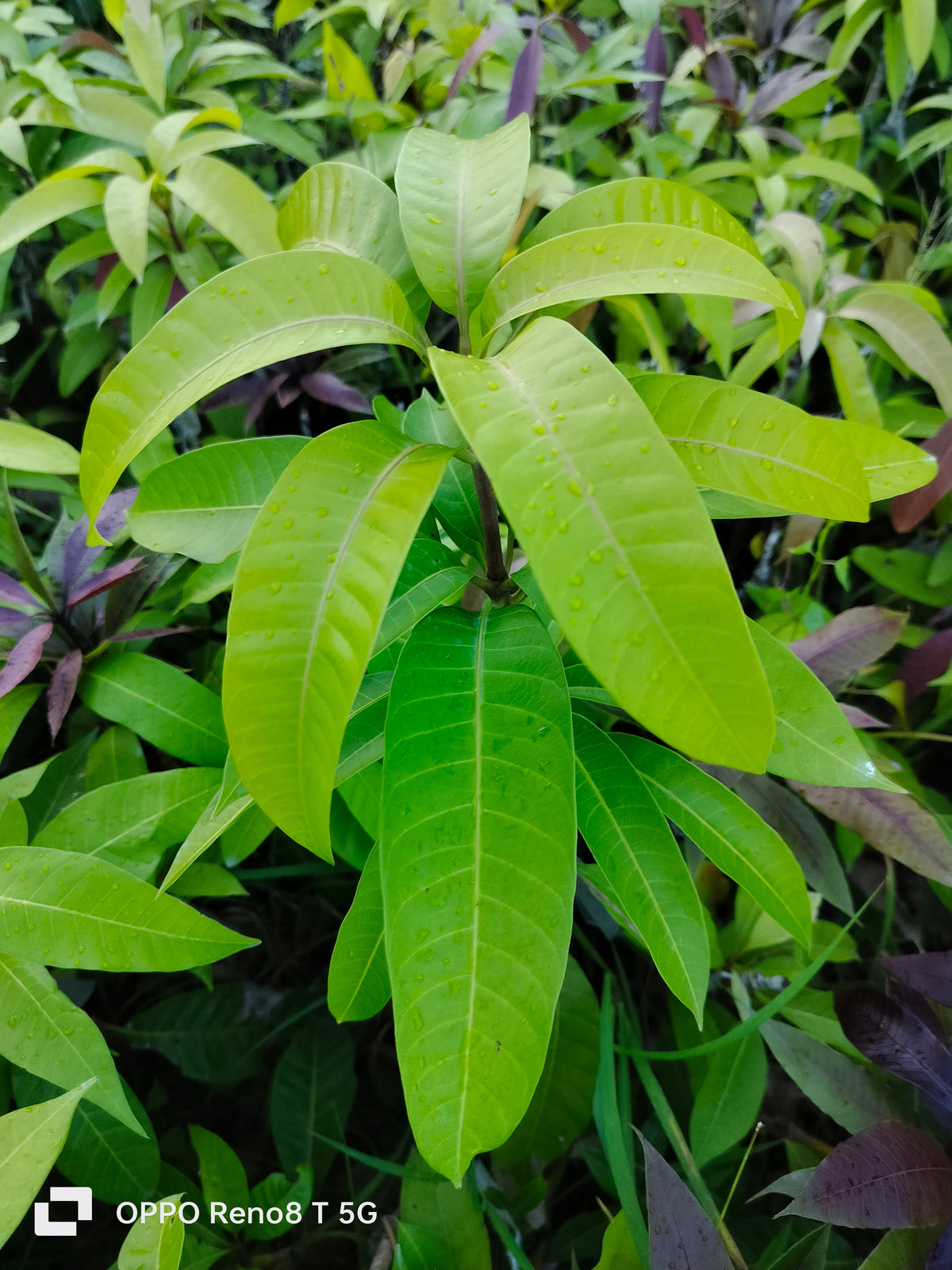 Thai Varieties 3 Taste Mango Grafted Fruit Plant