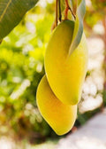 Thai Varieties 3 Taste Mango Grafted Fruit Plant