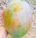 Thai Variety 4kg Hybrid Mango Grafted Plant