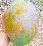 Thai Variety 4kg Hybrid Mango Grafted Plant