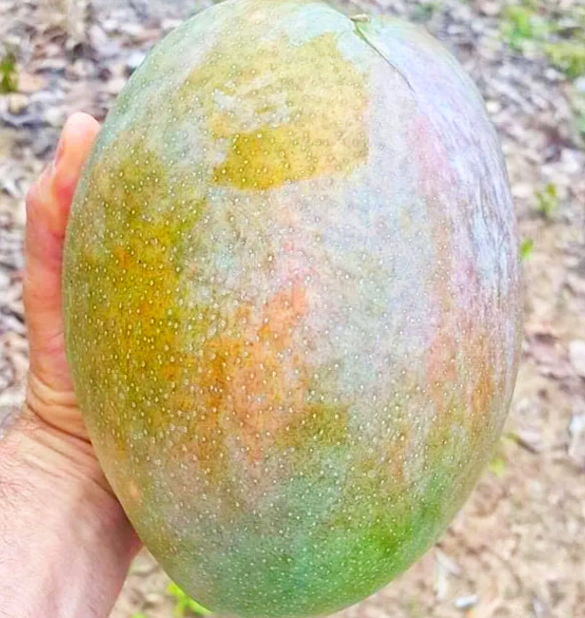 Thai Variety 4kg Hybrid Mango Grafted Plant