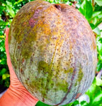 Thai Variety 4kg Hybrid Mango Grafted Plant