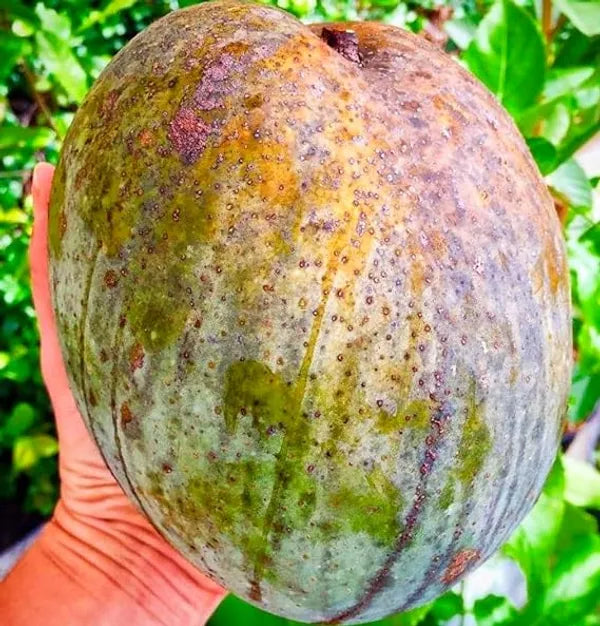 Thai Variety 4kg Hybrid Mango Grafted Plant
