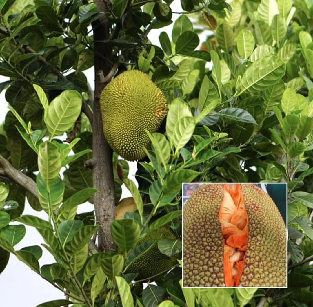Thai Variety Red Siddu Jackfruit Hybrid Grafted Plant