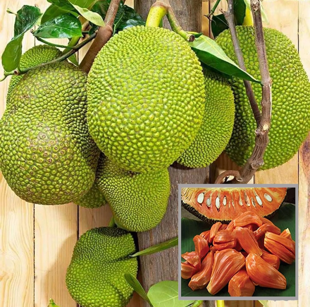 Thai Variety Red Siddu Jackfruit Hybrid Grafted Plant