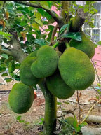 Thai Variety Red Siddu Jackfruit Hybrid Grafted Plant
