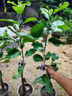 Thai Kg - 10 Black Jamun Grafted Dwarf Variety Fruit Plant (Pack Of - 1)