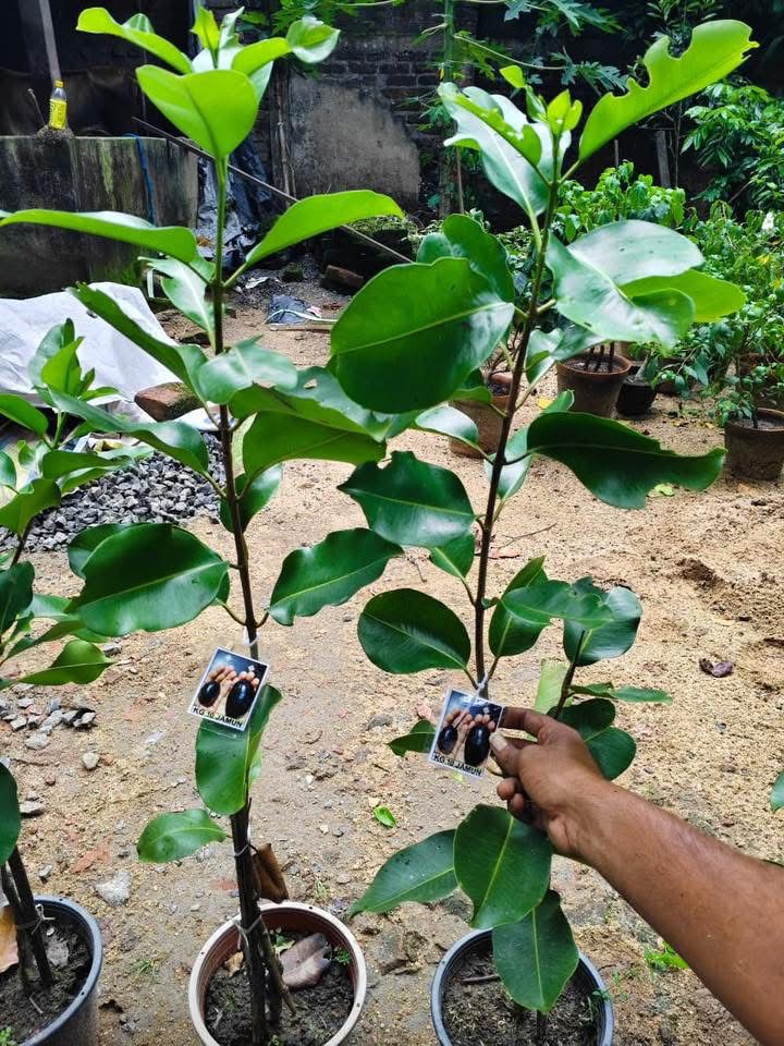 Thai Kg - 10 Black Jamun Grafted Dwarf Variety Fruit Plant (Pack Of - 1)