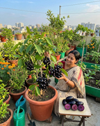 Thai Kg - 10 Black Jamun Grafted Dwarf Variety Fruit Plant (Pack Of - 1)