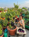 Thai Kg - 10 Black Jamun Grafted Dwarf Variety Fruit Plant (Pack Of - 1)