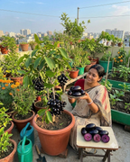 Thai Kg - 10 Black Jamun Grafted Dwarf Variety Fruit Plant (Pack Of - 1)