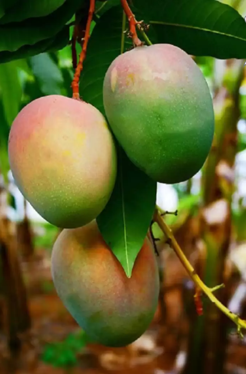 Keshar Mango Grafted Fruit Plant