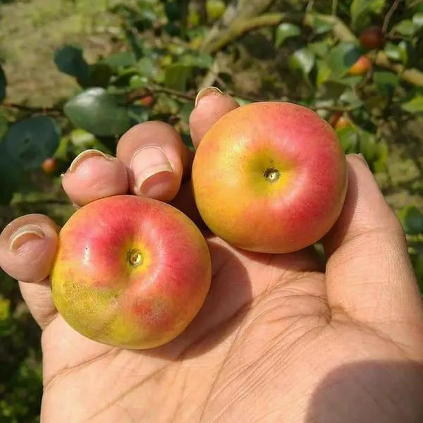Thai Apple Ber Grafted Hybrid Fruit Plant