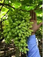 Thai Sweet Finger Grapes Long Size Air Learning Grafted Fruit Plant