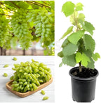 Thai Finger Grapes Air Layering Grafted Fruit Plant (pack Of - 1)