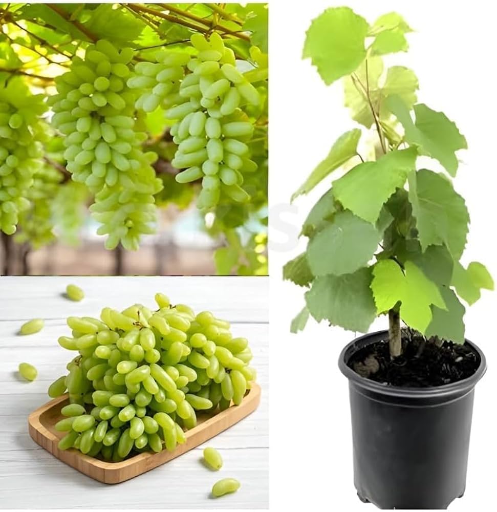 Thai Finger Grapes Air Layering Grafted Fruit Plant (pack Of - 1)
