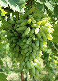 Thai Finger Grapes Air Layering Grafted Fruit Plant (pack Of - 1)