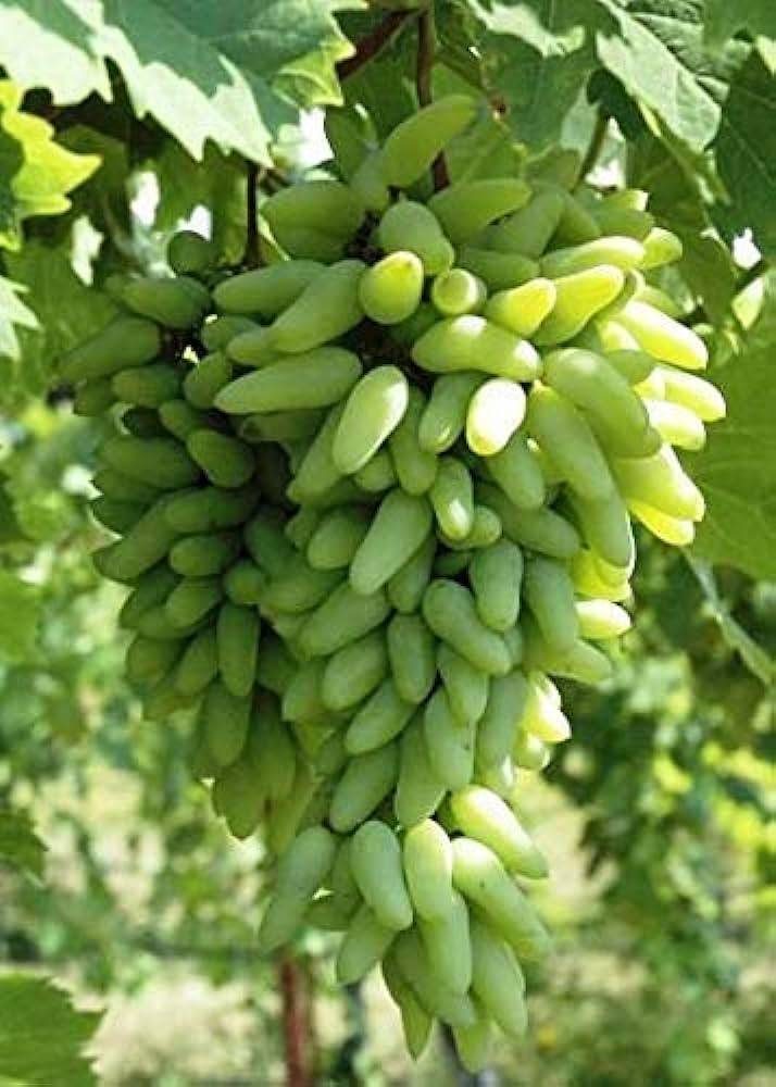 Thai Finger Grapes Air Layering Grafted Fruit Plant (pack Of - 1)