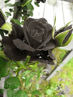 Rare Back Rose Flower Hybrid Plant (pack Of - 1)