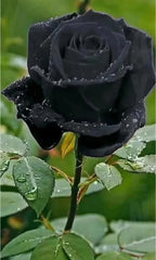 Rare Back Rose Flower Hybrid Plant (pack Of - 1)